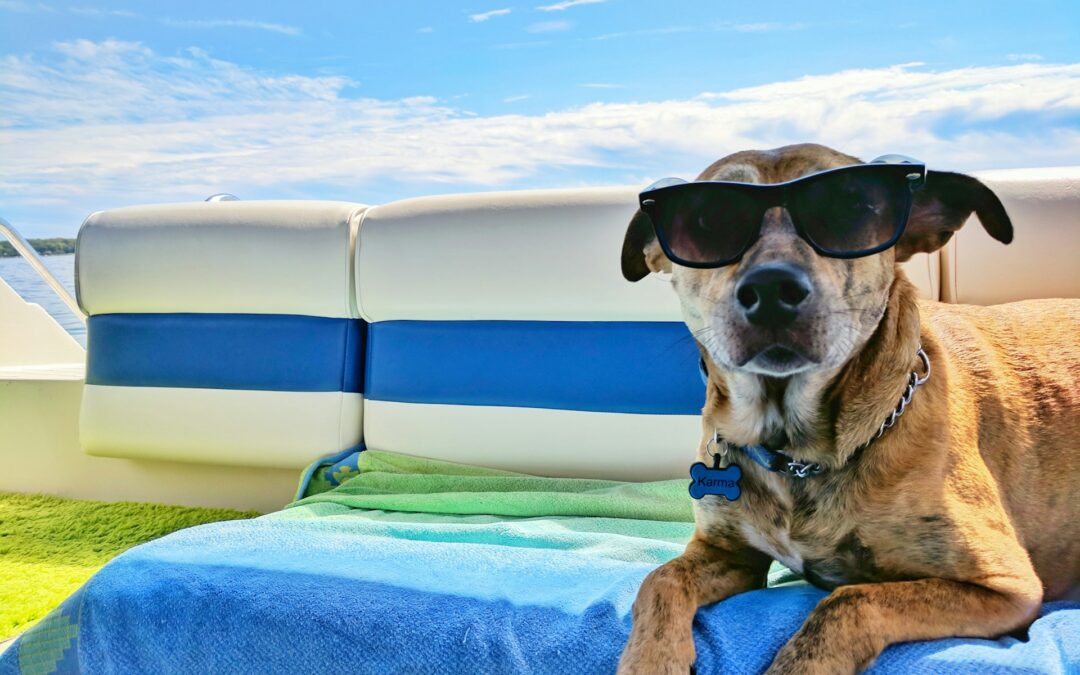 dog friendly boating