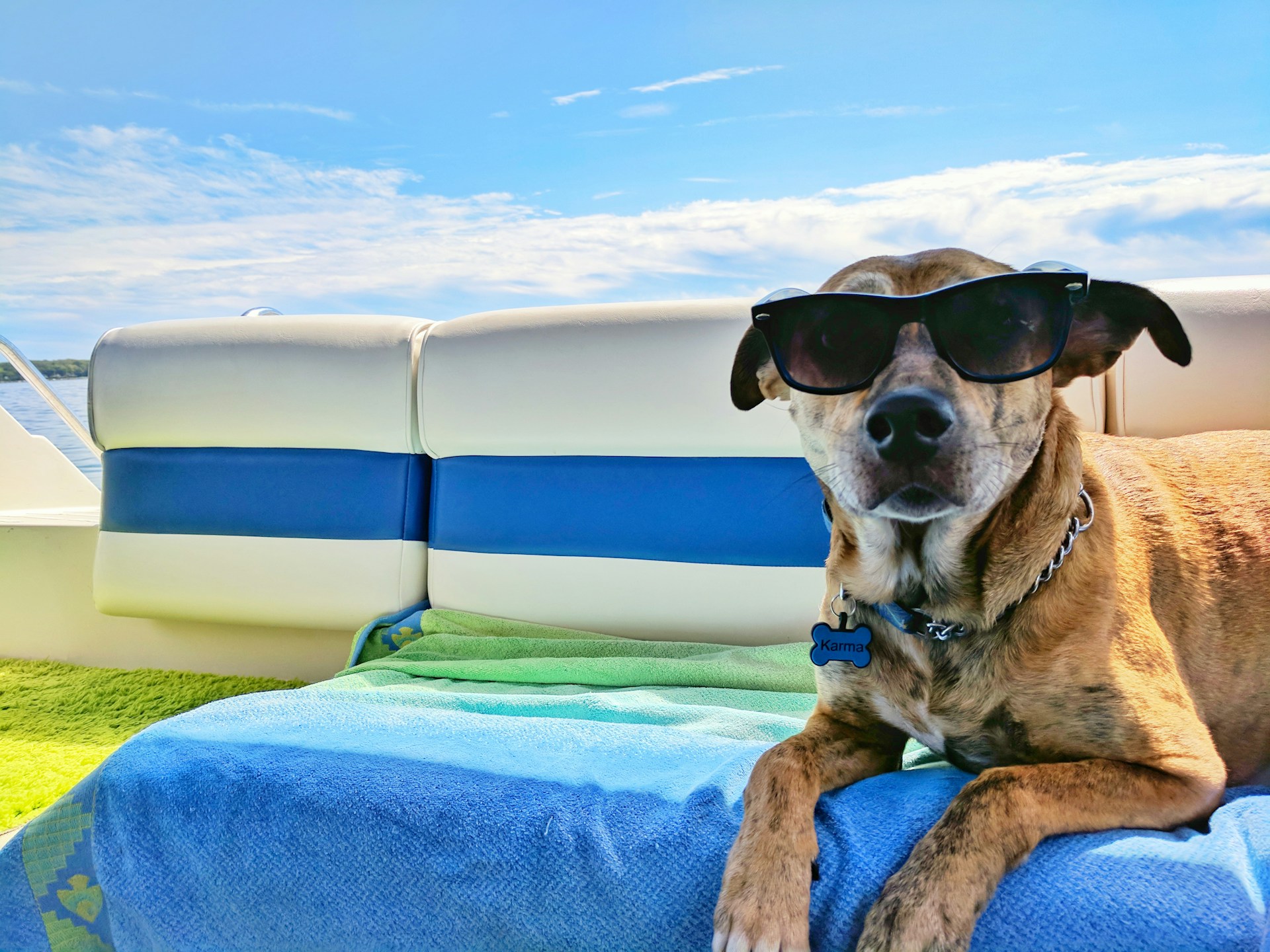 dog friendly boating